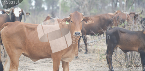 Image of cows in Africa
