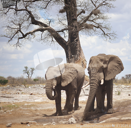 Image of elephants in Africa