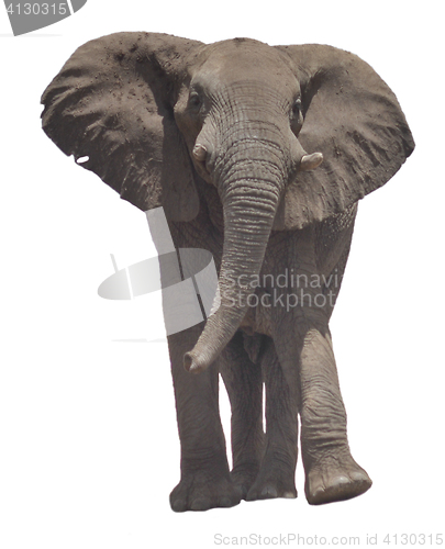 Image of elephant