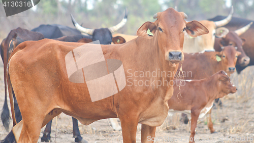 Image of cows in Africa