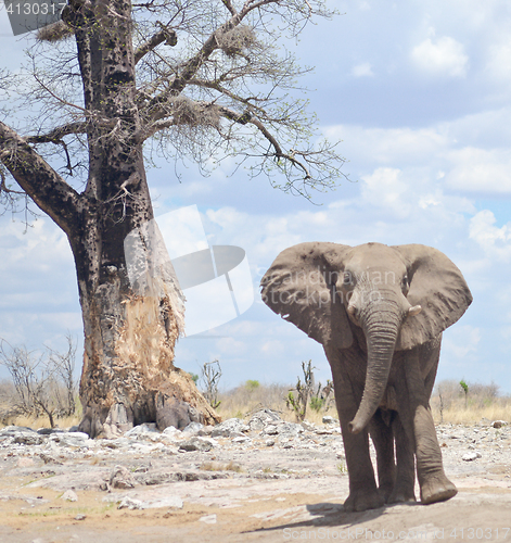 Image of elephant in Africa