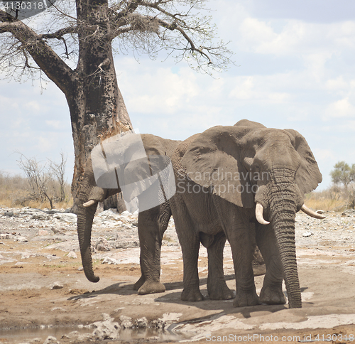 Image of elephants in Africa