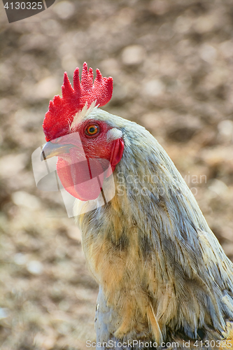 Image of Portrait of Rooster