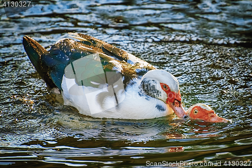Image of Ducks on Water