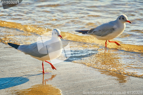 Image of Seagulls on the Shore