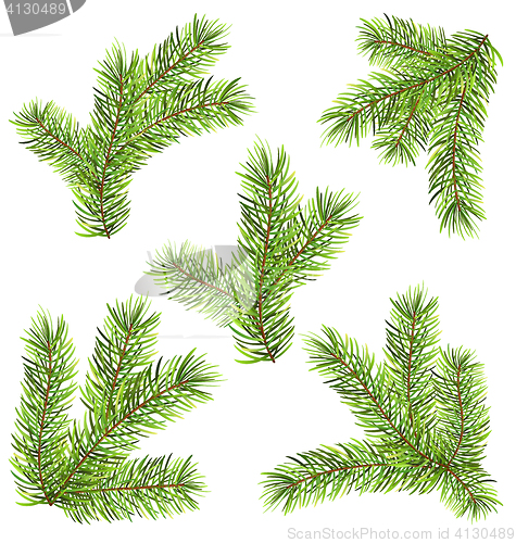 Image of Spruces Branches Isolated on White Background