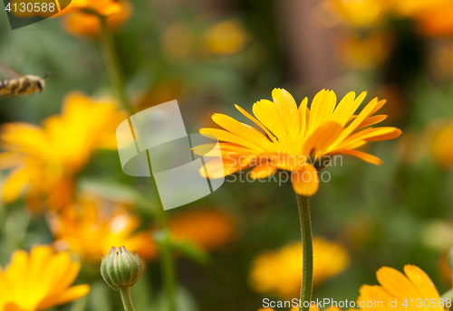 Image of orange flowers of calendula