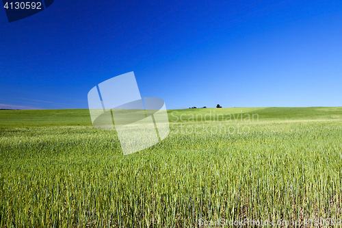 Image of Field with cereal