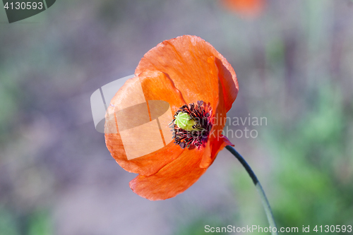 Image of Red Poppy in the field