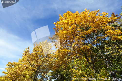 Image of autumn leaves of maple