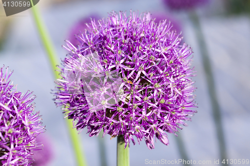 Image of Flower onion, close-up