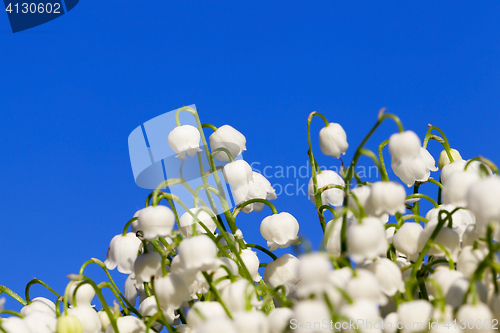 Image of Forest lily of the valley close-up