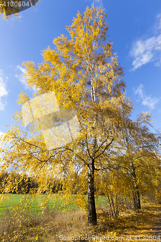 Image of birch tree in autumn