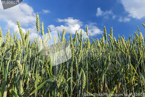 Image of Field with cereal