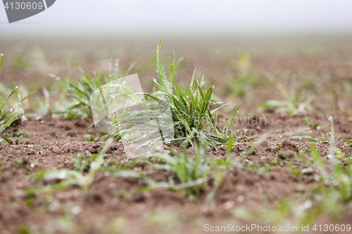 Image of young grass plants, close-up