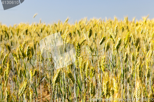 Image of Field with cereal