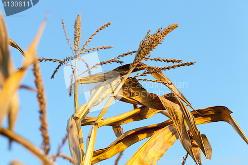 Image of yellowed ripe corn