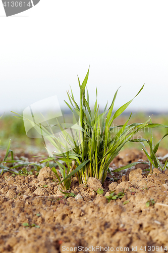 Image of young grass plants, close-up