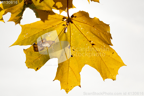 Image of maple trees in the fall