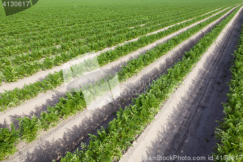 Image of Field with carrot