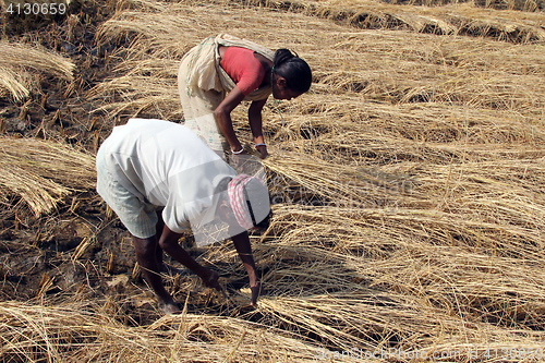 Image of Farmer havesting rice on rice field in Baidyapur, West Bengal, India