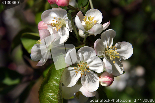 Image of Close up of fruit flowers in the earliest springtime