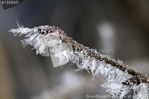 Image of Twig covered with hoarfrost