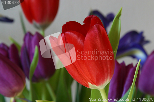 Image of Colorful tulips in spring