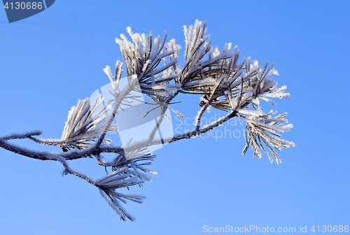 Image of Pine tree branch with fresh snow 