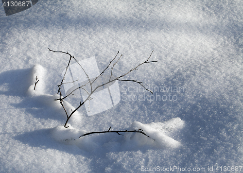 Image of Branch in the snow