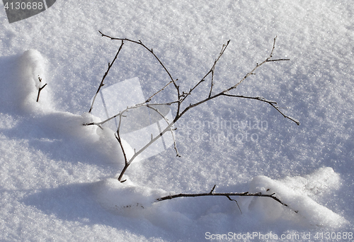 Image of Branch in the snow