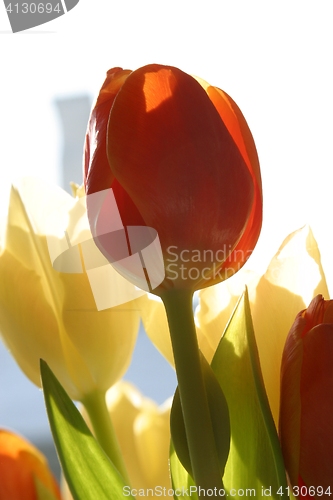 Image of Colorful tulips in spring