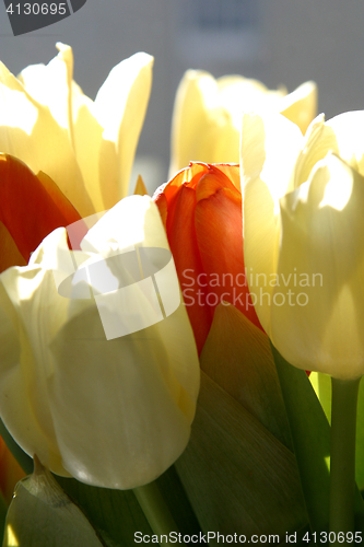 Image of Colorful tulips in spring