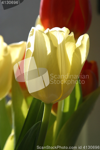 Image of Colorful tulips in spring