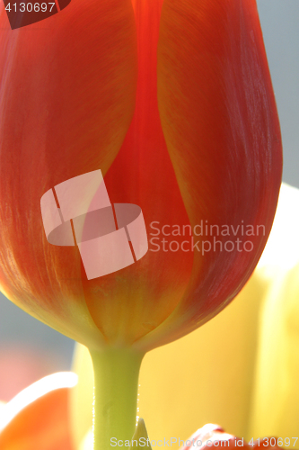 Image of Colorful tulips in spring