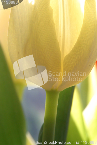 Image of Colorful tulips in spring