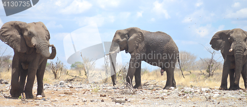 Image of elephants in Africa