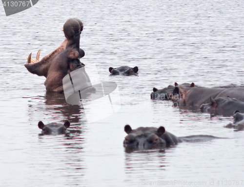 Image of hippo