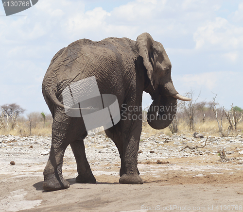 Image of elephants in Africa