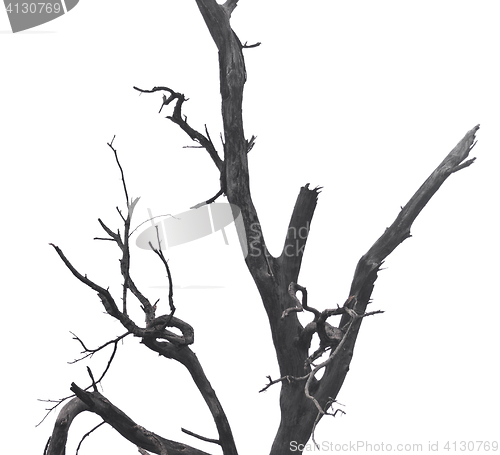 Image of dry tree