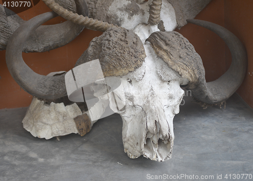 Image of buffalo skull