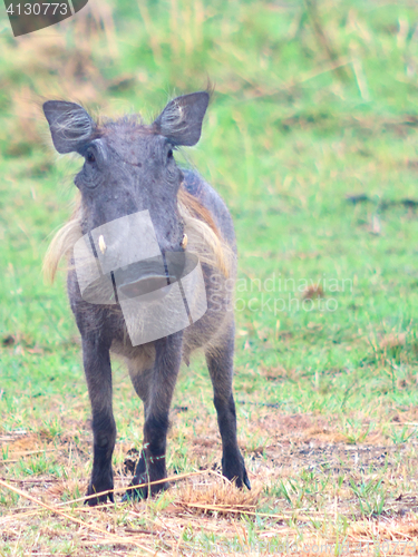 Image of warthog