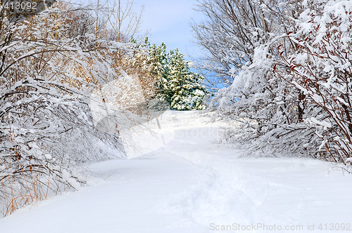 Image of Path in winter forest