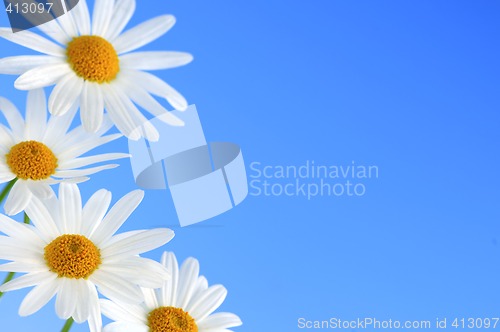 Image of Daisy flowers on blue background