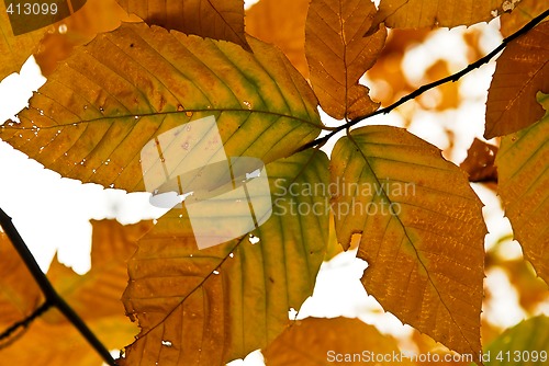 Image of Autumn leaves