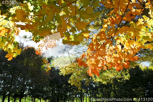 Image of Autumn trees in fall park