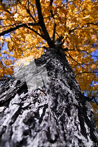 Image of Big autumn tree in fall park