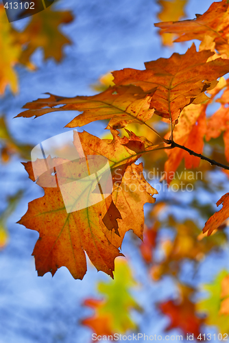 Image of Autumn leaves