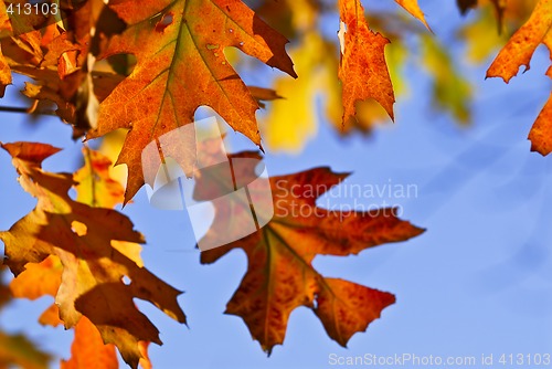 Image of Autumn leaves