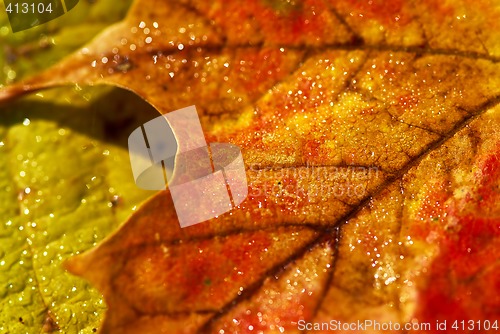 Image of Autumn leaves macro